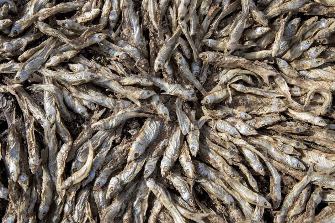 Bir baraj daha kurudu: Sular çekildi bir tane canlı balık kalmadı 1